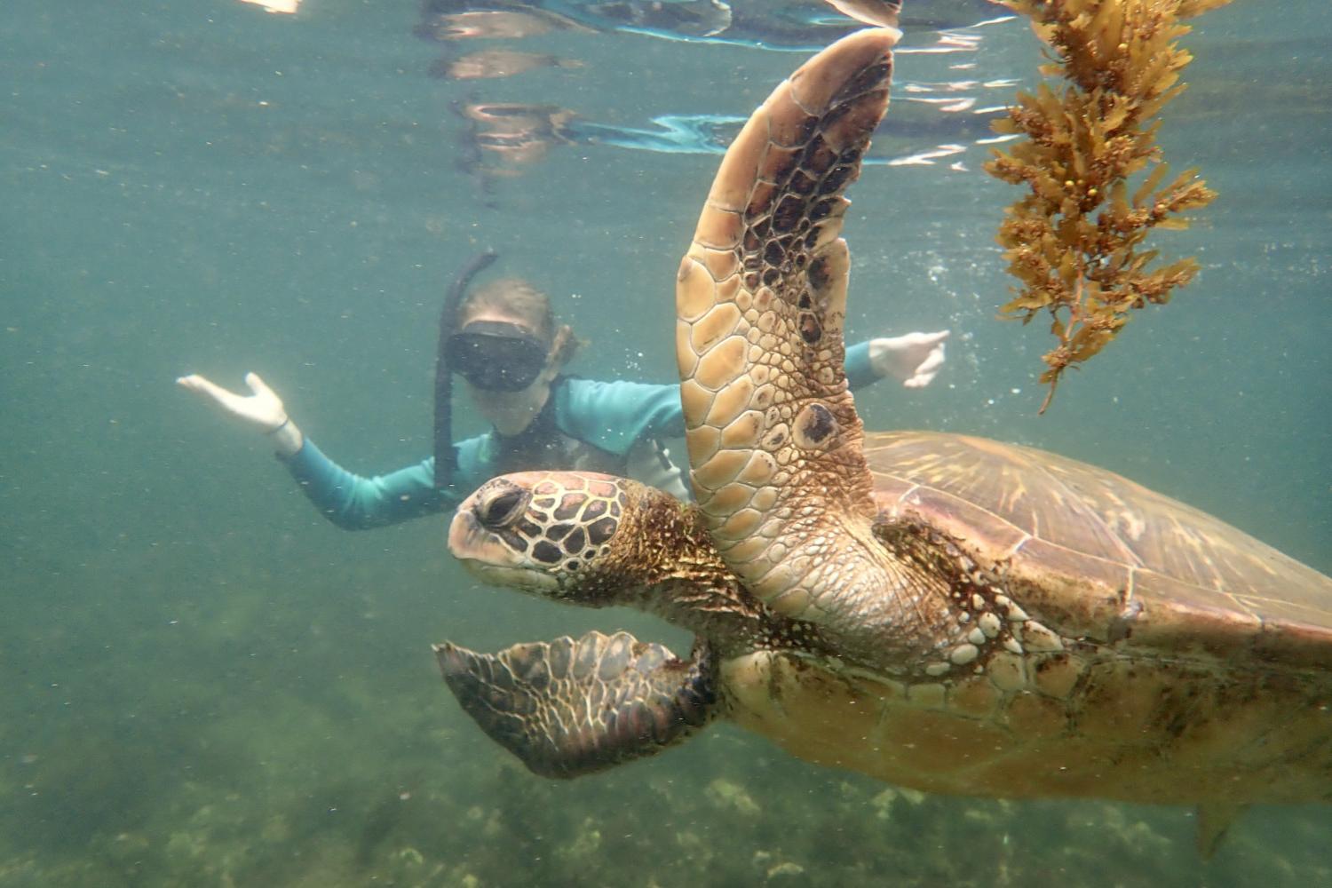 一名<a href='http://top.fny.ngskmc-eis.net'>bv伟德ios下载</a>学生在Galápagos群岛游学途中与一只巨龟游泳.
